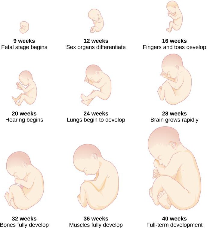 The development of a fetus.