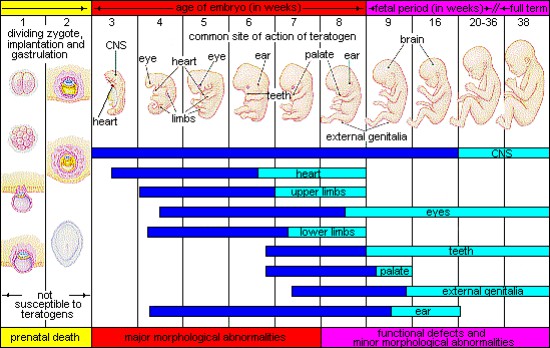 The development of an embryo into a fetus.