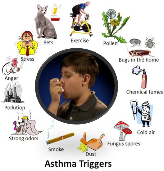 The different things that can trigger asthma.