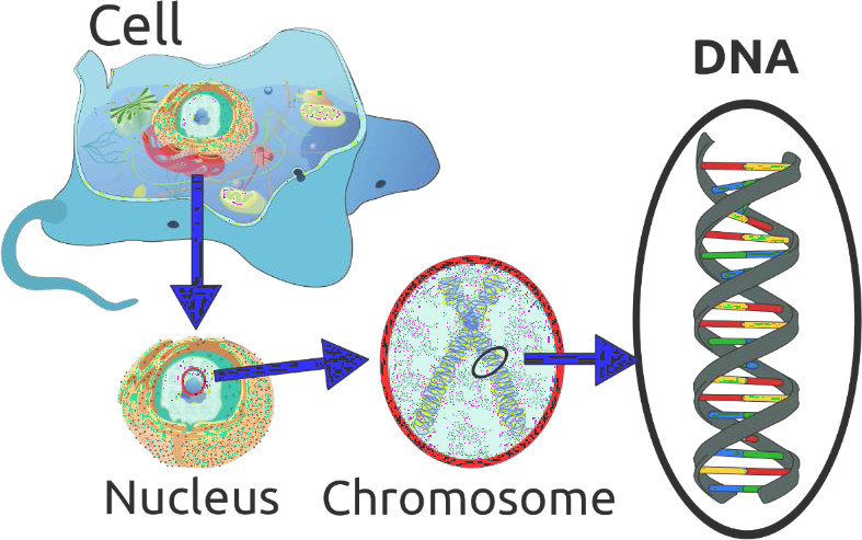 DNA’s location in the cell.