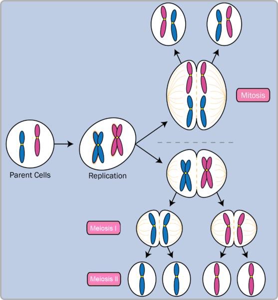 Mitosis and Meiosis.