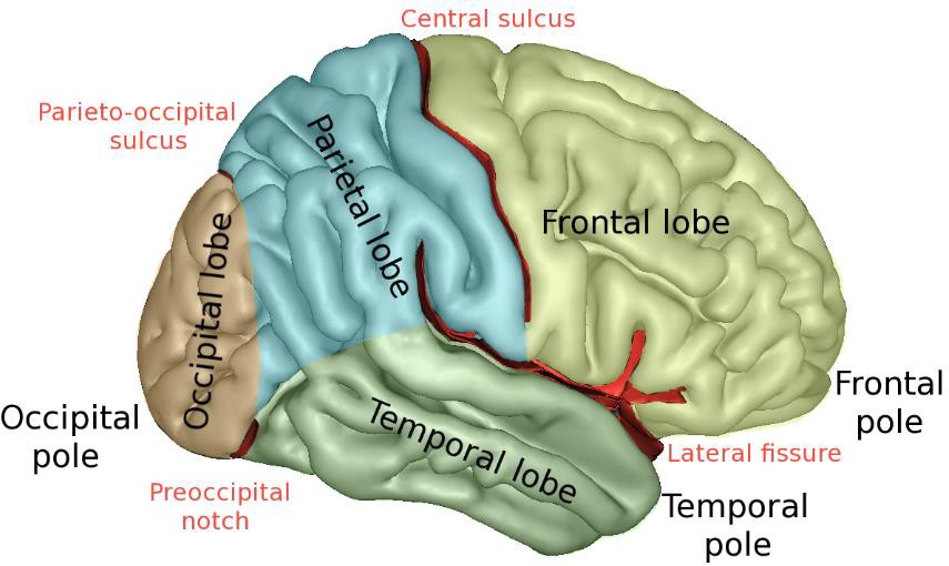 The brain continues developing into early adulthood.