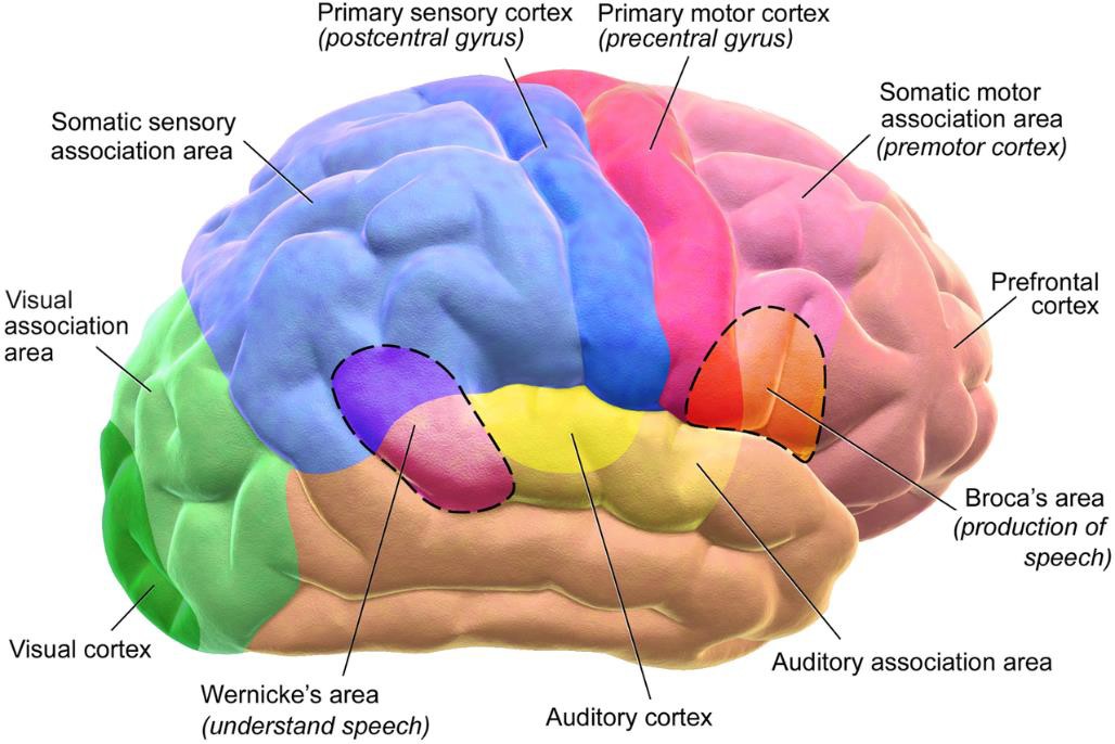 During adolescence the brain becomes more interconnected and specialized.