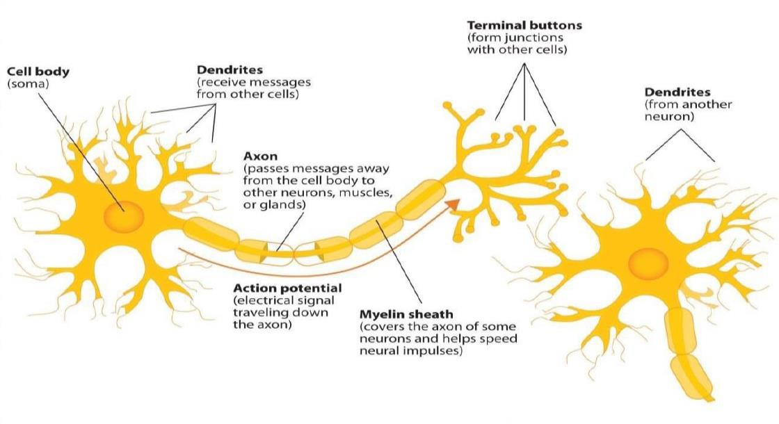 The neuron.