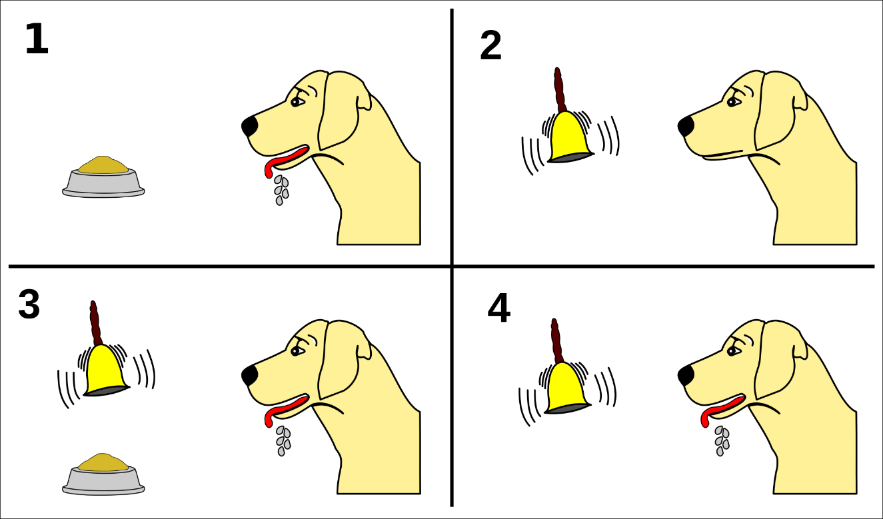 Pavlov’s experiments with dogs and conditioning.