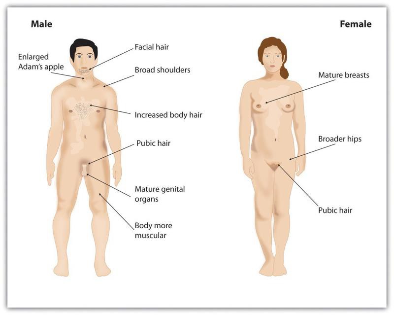 Puberty brings dramatic changes in the body, including the development of primary and secondary sex characteristics.