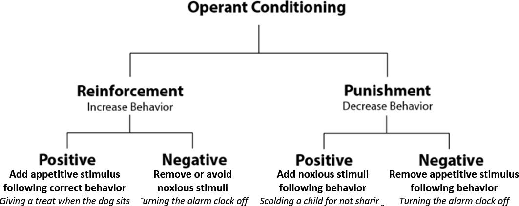 Reinforcement in operant conditioning.