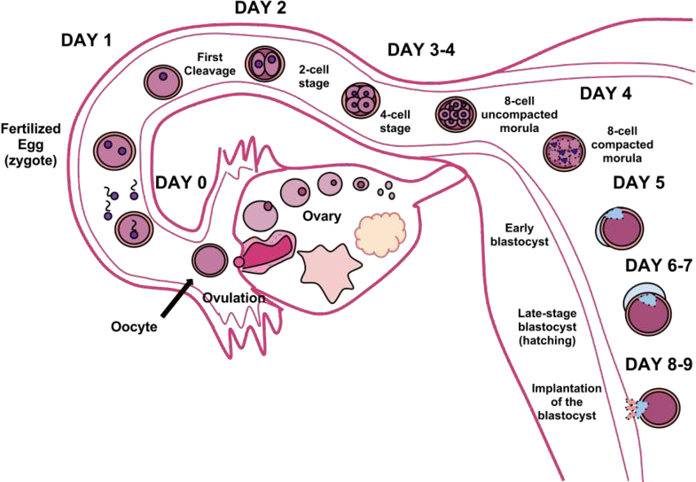 The cycle of fertilization.