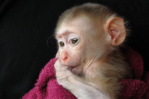 A rhesus monkey sucking its thumb.